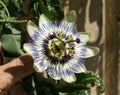 Blue passionflower, Passiflora caerulea Royalty Free Stock Photo