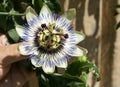 Blue passionflower, Passiflora caerulea Royalty Free Stock Photo