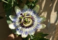 Blue passionflower, Passiflora caerulea Royalty Free Stock Photo