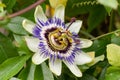 Blue passionflower Passiflora caerulea, close-up of flower Royalty Free Stock Photo