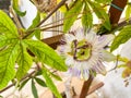 Blue passionflower, Passiflora caerulea flowering in Croatia, Europe Royalty Free Stock Photo