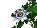 Blue passionflower, Passiflora caerulea, home is northern Argentina and southern Brazil Royalty Free Stock Photo