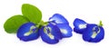 Blue pea flowers on white background