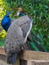 Blue peacock, Beautiful bird background