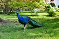 Blue peacock, beautiful bird in the park on the grass in profile