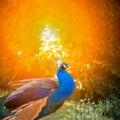 Blue peacock in a beautiful park under the rays of the warm sun walks on the lawn Royalty Free Stock Photo