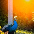 Blue peacock in a beautiful park under the rays of the warm sun walks on the lawn Royalty Free Stock Photo