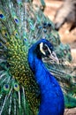 Blue peacock Royalty Free Stock Photo