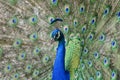 Blue peacock closeup of Indian peafowl Royalty Free Stock Photo