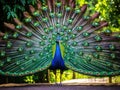 Blue Peacock With Colorful Open Beautiful Feathers