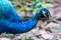 Blue peacock face Royalty Free Stock Photo