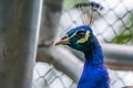 Blue peacock face Royalty Free Stock Photo