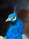 Blue Peacock Royalty Free Stock Photo