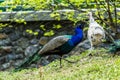 blue peacock on green background walking grass in a park Royalty Free Stock Photo