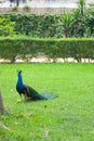 Blue peacock on green background walking through a park Royalty Free Stock Photo