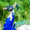 Blue peacock on green backround Royalty Free Stock Photo