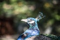 Blue peacock head Royalty Free Stock Photo