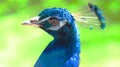 Blue peacock head close-up on a green background Royalty Free Stock Photo