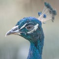 Blue peacock head close-up portrait, selective focus Royalty Free Stock Photo