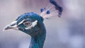 Blue peacock head close-up portrait, selective focus Royalty Free Stock Photo