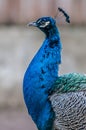 Blue Peacock head, peacock close up Royalty Free Stock Photo