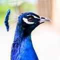 Blue peacock head portrait of a beautiful bird in the wild Royalty Free Stock Photo