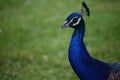 Blue peacock head portrait green background Royalty Free Stock Photo