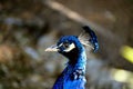 Blue peacock Royalty Free Stock Photo