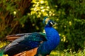 A blue peacock is located on the territory of the zoo walking in the shade under the crowns of trees