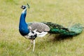 Blue peacock in park