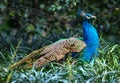 Blue Peacock Pavo Afopavo Feathers