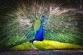 Blue peacock peafowl vignette background Royalty Free Stock Photo