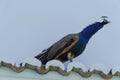 blue peacock perched on a rooftop Royalty Free Stock Photo