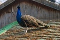 Blue peacock portrait. Natural light. Royalty Free Stock Photo