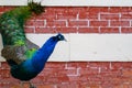Blue Peacock Posing for photo Royalty Free Stock Photo