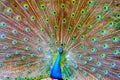 Blue Peacock show features