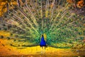 Peacock showing its feathers. Beautiful bird background