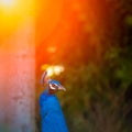 A blue peacock shows its long neck in a beautiful park under the rays of the sun Royalty Free Stock Photo