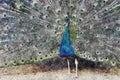 blue peacock spreading its tail like a fan Royalty Free Stock Photo