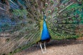 Blue peacock spreading its tail like a fan Royalty Free Stock Photo