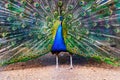 Blue peacock spreading its tail like a fan Royalty Free Stock Photo