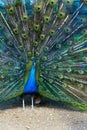 Blue peacock spreading its tail like a fan Royalty Free Stock Photo