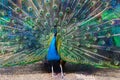 Blue peacock spreading its tail like a fan Royalty Free Stock Photo