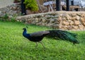 Blue peacock standing on the grass.