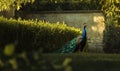 A blue peacock is standing in a green bush Royalty Free Stock Photo