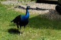 blue peacock standing tall and proud