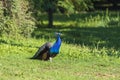 The blue peacock stands on a green field Royalty Free Stock Photo