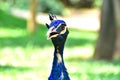 blue peacock.