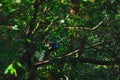 Blue peacock on a tree branch surrounded by greenery under sunlight with a blurry background Royalty Free Stock Photo