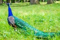 Blue peacock walking on green grass in a park Royalty Free Stock Photo